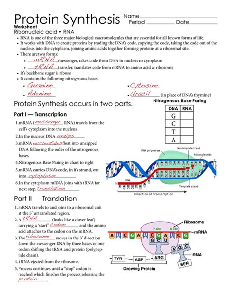 Protein Synthesis Study Guide Answers Epub