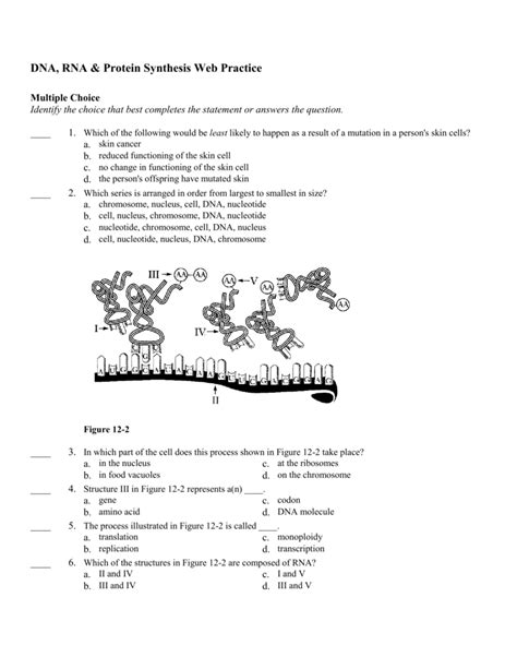 Protein Synthesis Test Questions And Answers Reader