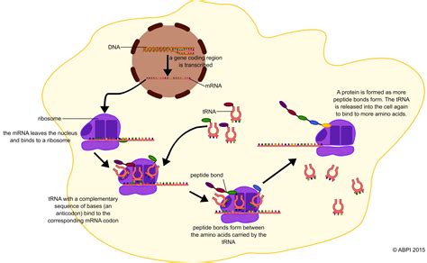 Protein synthesis: