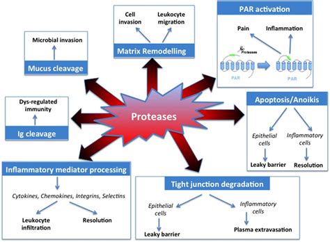 Proteolytic Enzymes Reader