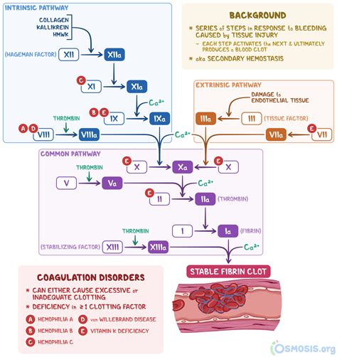 Proteolytic Enzymes in Coagulation Kindle Editon