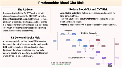 Prothrombin Gene Mutation: Labcorp's Revolutionary Test for Enhanced Blood Clot Risk Detection