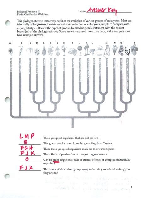 Protist Classification Answers PDF