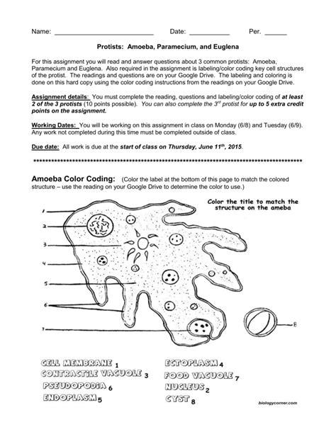 Protist Worksheet Answers Doc