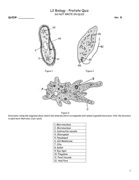 Protists The Protozoans Packet Answers Reader