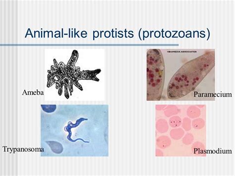 Protists The Protozoans Packet Answers Reader