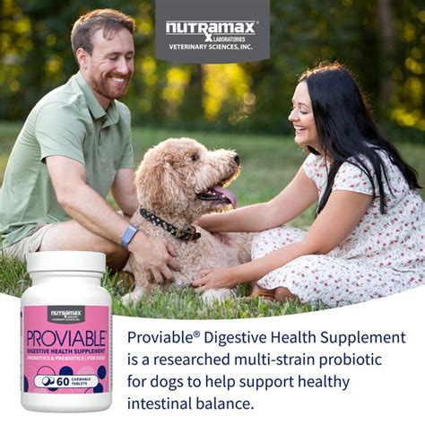 Proviable Probiotics for Dogs: The Ultimate Guide to Gut Health