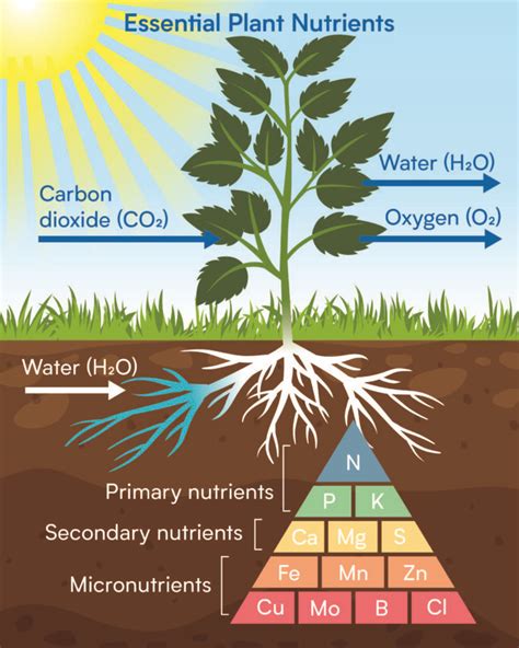 Provides essential iron for plant growth: