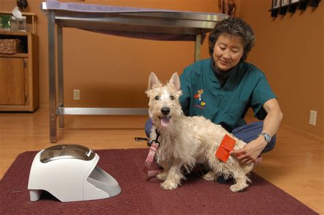 Providing Compassionate and Innovative Veterinary Services