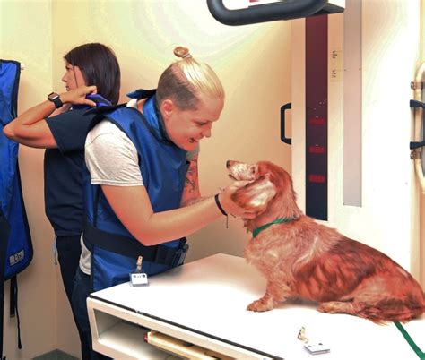 Providing Exceptional Veterinary Services for Over 40 Years