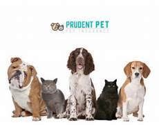 Prudent Pet Insurance: Safeguard Your Furry Companion with Smart Coverage