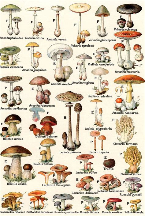 Psilocybin Mushrooms of the World An Identification Guide PDF