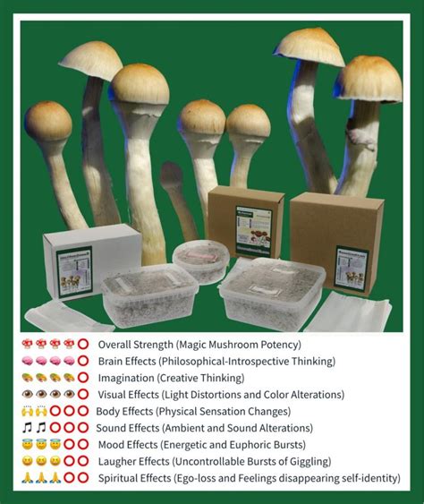 Psychedelic Mushrooms Grow Kits: A Beginner's Guide to Cultivating Magic