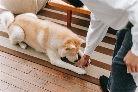 Psychiatric Service Dog Training: Your Ultimate Guide to Empowering Recovery