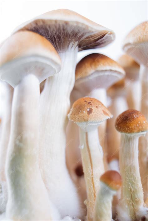 Psychoactive Fungi Psilocybe Cubensis Epub