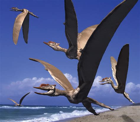 Pterosaurs Dsungaripterus Kindle Editon