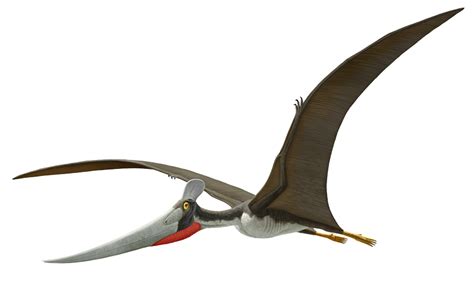 Pterosaurs Natural History PDF