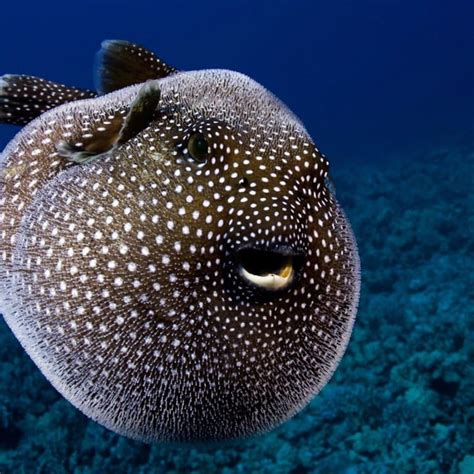 Pufferfish: