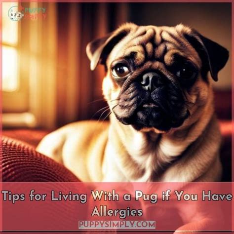 Pug Allergies: The Ultimate Guide to Food Allergies in Pugs