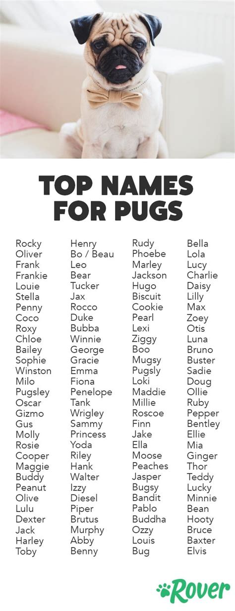 Pug Names: A Comprehensive Guide to Choosing the Purr-fect Moniker for Your Lovable Pug