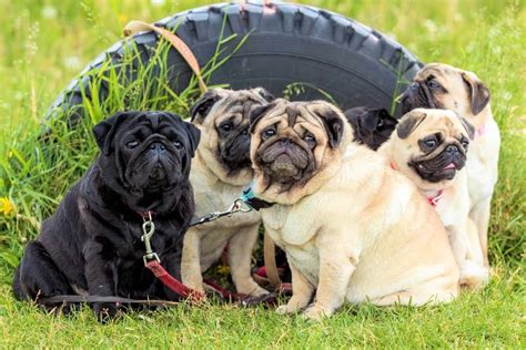 Pug Rescues Near You: A Comprehensive Guide to Saving a Bulldog's Best Friend