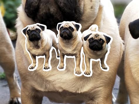 Pugs