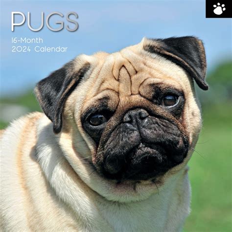 Pugs Weekly Planner 2016 16 Month Calendar Doc