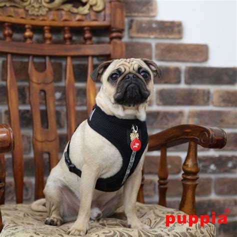 Pugs in Harnesses: A Comprehensive Guide for Pampered Pugs