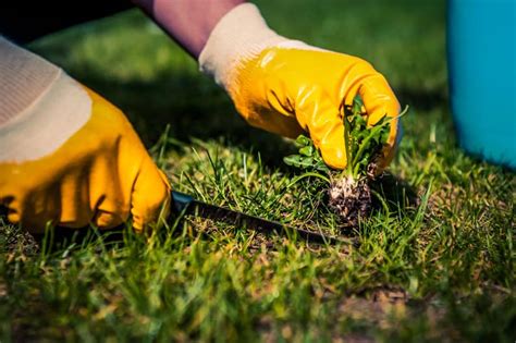 Pulling Weeds Reader