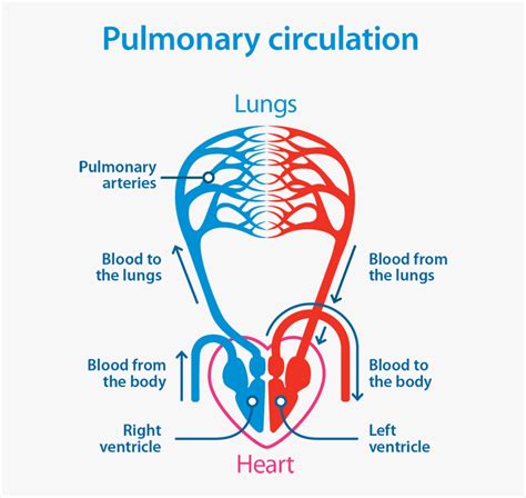 Pulmonary Circulation A Handbook for Clinicians Kindle Editon