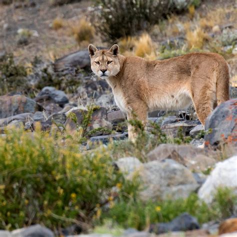 Puma Awareness: A Comprehensive Guide to Pumas Near You