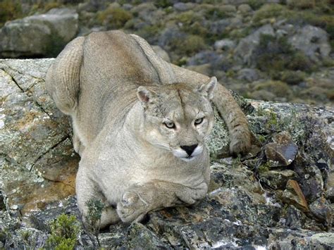 Pumas Near Me: An Exploration of the Elusive Cougar