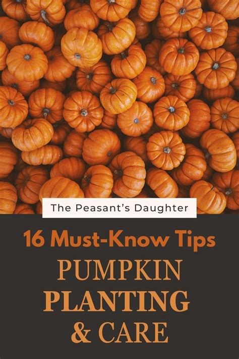 Pump It Up: The Ultimate Guide to Pumpkins and Pumped-Up Fitness