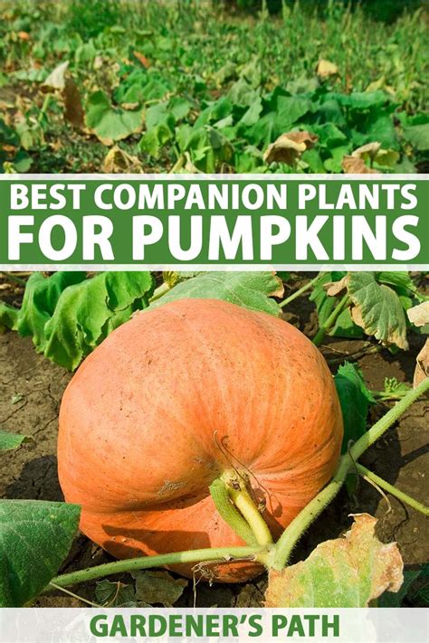 Pumpkenzie: The Ultimate Guide to Pumpkins