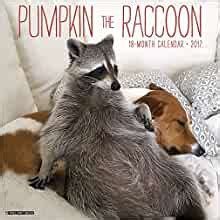 Pumpkin Raccoon 2017 Wall Calendar Kindle Editon