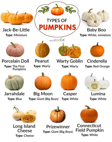 Pumpkin a Super Food for All 12 Months of the Year Doc