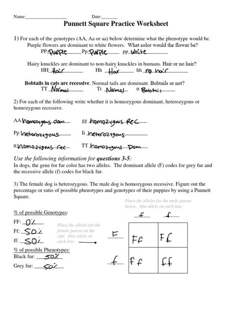 Punnett Square Assignment Answer Sheet Epub