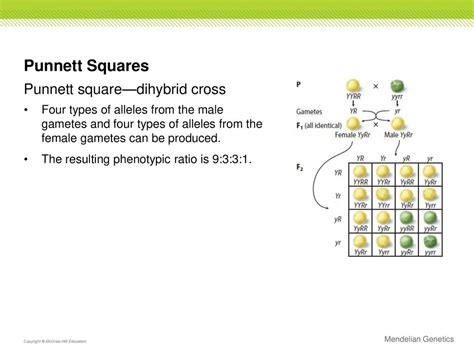 Punnett Square Mcgraw Hill Virtual Lab Answers Reader