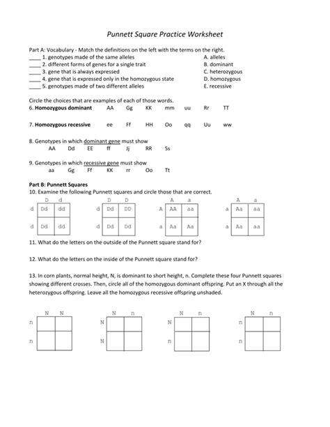 Punnett Square Practice Pages Answer Key PDF