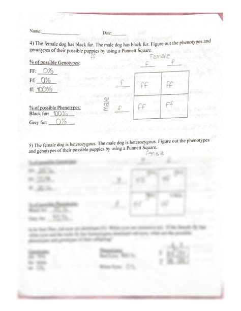 Punnett Square Practice With Answer Key PDF