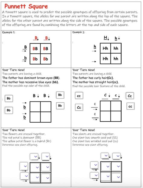 Punnett Square Review Triton Science Answers Reader