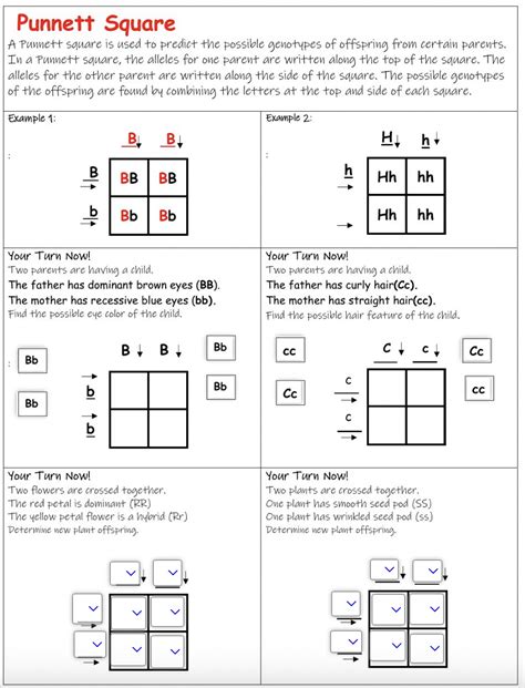 Punnett Squares Practice Page Answers Reader