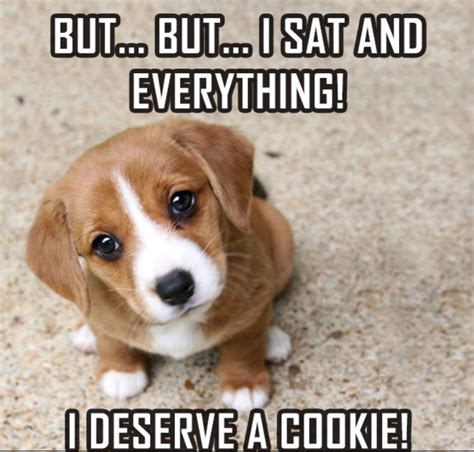 Puppies Memes: 20,000 Cutest and Funniest