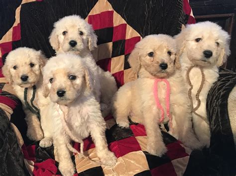 Puppies for Sale in Phoenix: A Comprehensive Guide