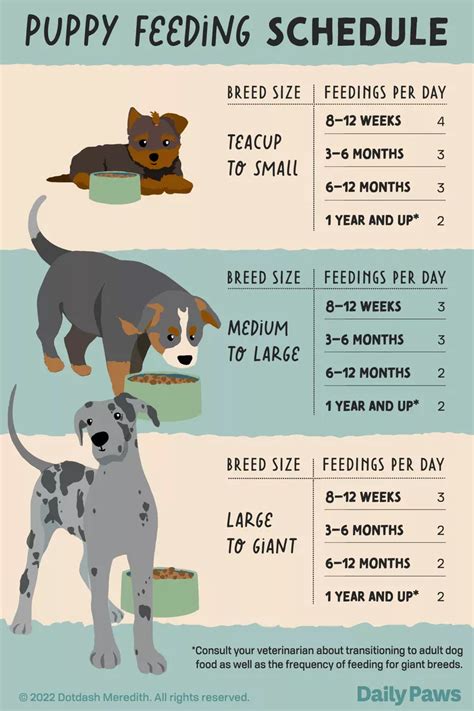 Puppy 15 Weeks Old: The Ultimate Guide to Caring for Your Adolescent Dog