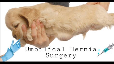 Puppy Abdominal Hernia: A Guide to Understanding and Treatment