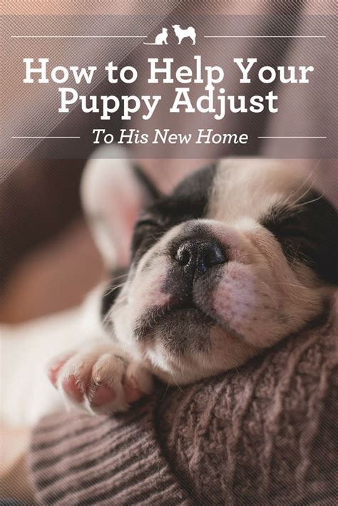 Puppy Adjusting to New Home: A Comprehensive Guide