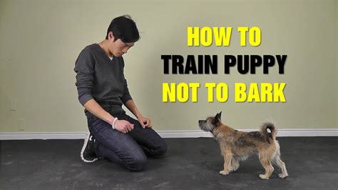 Puppy Barking Training Teach Puppy Barking on Command Reader