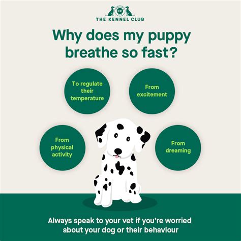 Puppy Breath: The Not-So-Sweet Truth