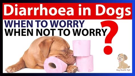 Puppy Diarrhea: Causes, Symptoms, and Treatment